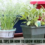 6 Wonderful Tips On How To Grow Herbs On Your Deck